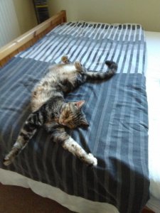 treacle chill.jpg
