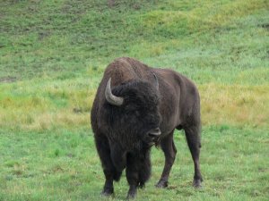 Buffalo4.JPG