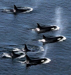 US-NEWS-ENV-ORCAS-SIZE-TC.jpg