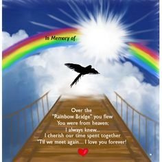 CrossedOverPets_ Designs & Collections on Zazzle.jpeg