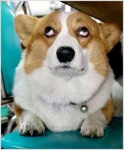We’ve searched for the best Corgi dog names from pet parents on Instagram_.jpeg