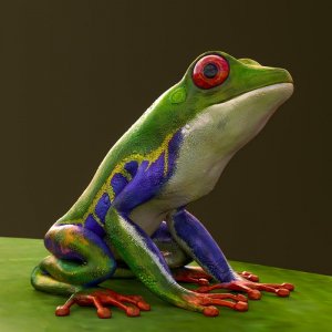 red-eyed-amazon-tree-frog-abilio-fernandez.jpg