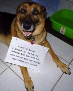 kfcchickendog.jpg
