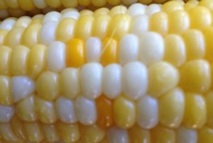 corn.jpg