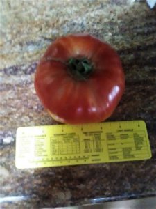 tomato.jpg