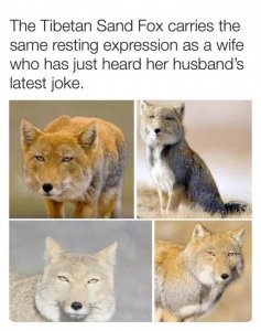 sandfox.jpg