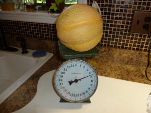 Cantalope on scale.JPG