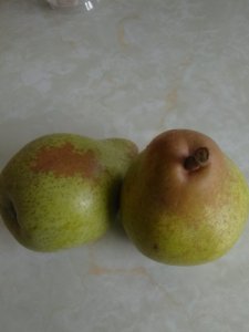 Pears.jpg