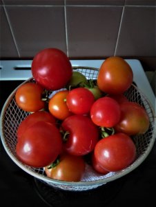 garden toms.jpg
