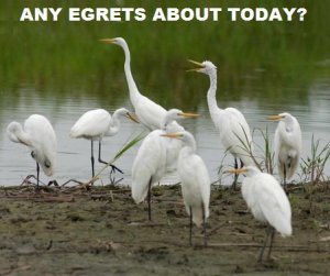 egrets.jpg