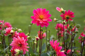 flowers.jpg