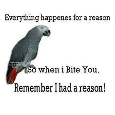 biteyoubird.jpg
