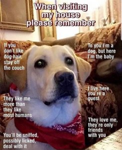 dogrules.jpg