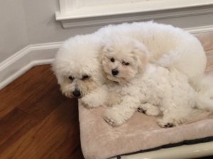 Lilly and Puppy Daisy.JPG