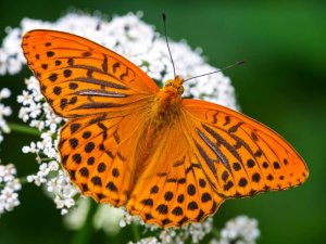 40987169040-argynnis-paphia.jpg