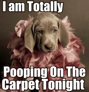 pooping.jpg