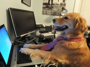computerdog.jpg
