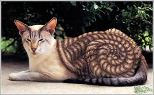 30-funny-painted-cats.jpg
