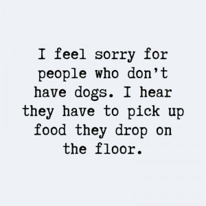Funny Dog Sayings that are Great Pins.jpeg