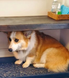 hiding from flies.farm2020.JPG