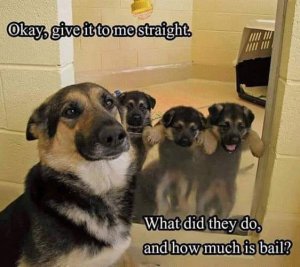 howmuchisbail.jpg