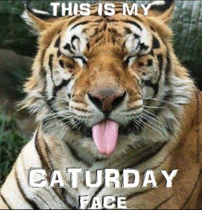 caturdayface.jpg