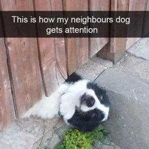 doggetsattention.jpg