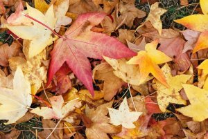 leaves-4802998_960_720.jpg