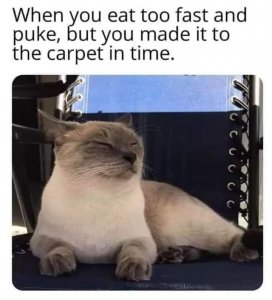catpuked.jpg