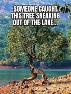tree.jpg