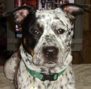 483153_2737837055170_1060798263_n (2).jpg