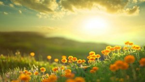 follow summer meadow.jpg