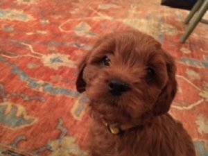 IMG_0430 maxine.JPG