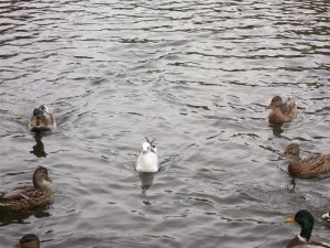 bird3.JPG