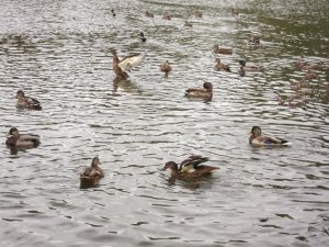 bird5.JPG