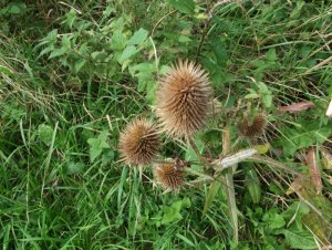 thistle.JPG