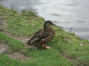 Duck.JPG
