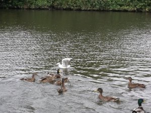 bird6.JPG
