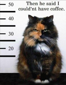 catcoffee.jpg
