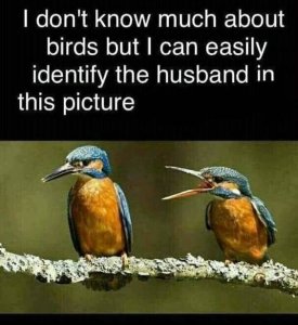 Marriage Life Through The Eyes Of a Bird.jpeg