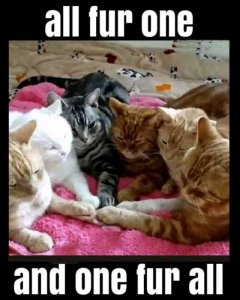 FB_IMG_15996014932107555.jpg
