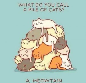 meowtain.jpg
