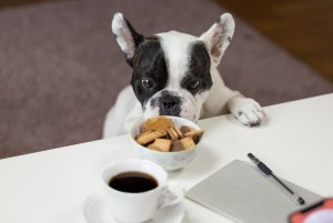 white-and-black-english-bulldog-stands-in-front-of-crackers-688961.jpg