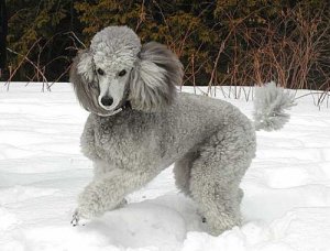 silver_poodle.jpg
