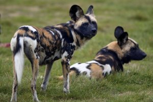 painted_dogs.jpg