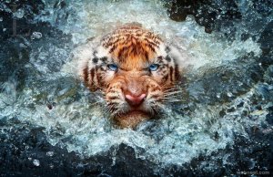 9-best-wildlife-photography.preview.jpg