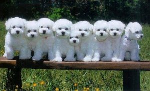 Wall To Wall Bichons copy.jpg