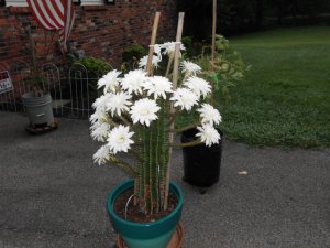 Blooming Cactus 004.JPG