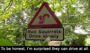 redsquirrels.jpg