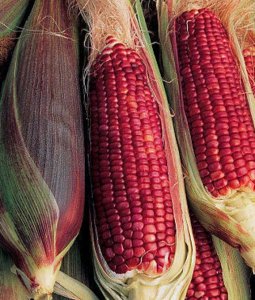 VCOS)_RUBY QUEEN Hyb_ Sweet Corn_Seed!!____Yummy!.jpeg